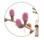 Mélèze - Larch (n°19), 20&nbsp;ml